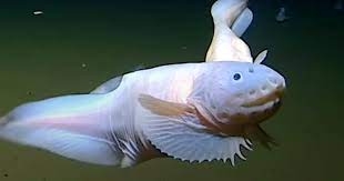 Japan’s deepest fish ever captured on camera Japan’s deepest fish ever captured on camera