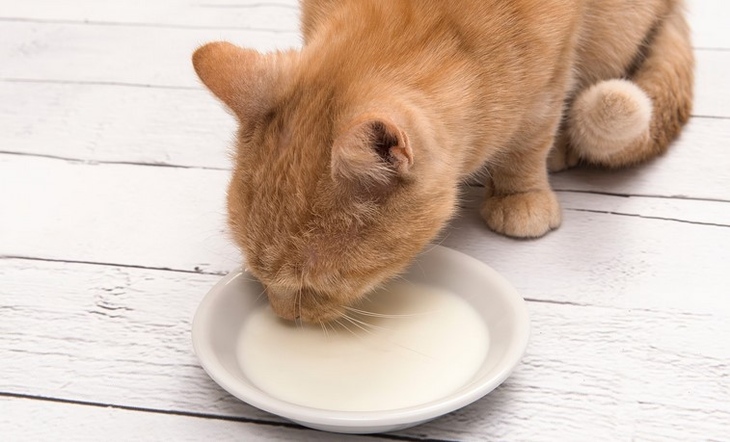House cats infected with bird flu might present a potential threat to public health. House cats infected with bird flu might present a potential threat to public health.